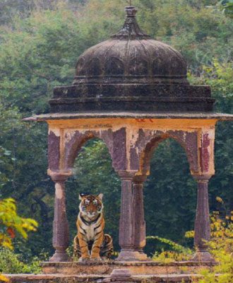 Ananta---Ranthambore